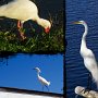 <p align=left>À droite, la grande aigrette qui prend la pose, en bas, la neigeuse coquine qui se promène sur le toit d'un bâtiment, et un ibis qui fouille dans le marais